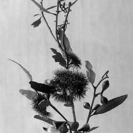 Eucalyptus Erythonema