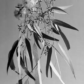 Eucalyptus Umbellata