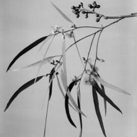 Eucalyptus Teretecornis var. insulana