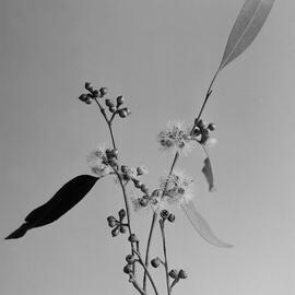 Eucalyptus Stuartiana