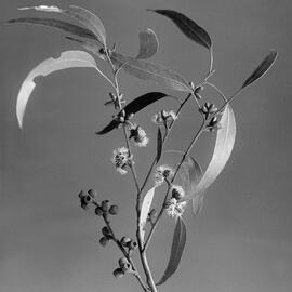 Eucalyptus Elaeophora