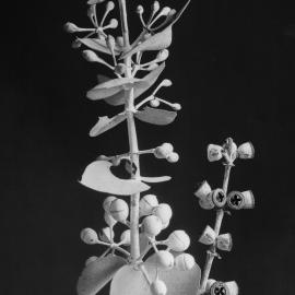 Eucalyptus Pulverulenta.b