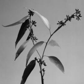 Eucalyptus Pilularis