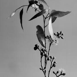 Eucalyptus Muelleriana