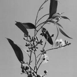 Eucalyptus Muelleriana.b