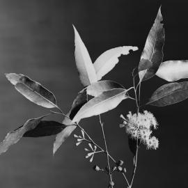 Eucalyptus Microcorys