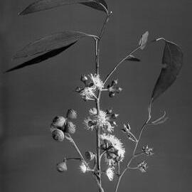 Eucalyptus Macrorryncha