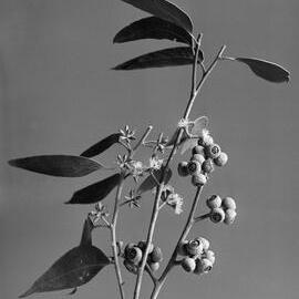 Eucalyptus Eugenioides