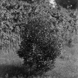 Eucalyptus Lehmanni_3yrsold