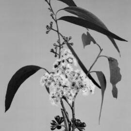 Eucalyptus Sieberiana