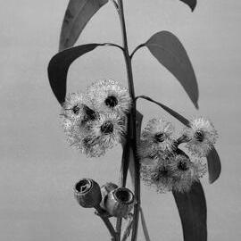 Eucalyptus Planchoniana