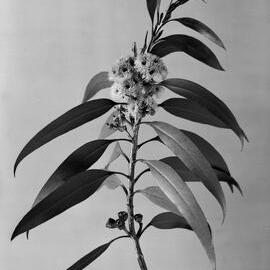 Eucalyptus Leuhmanniana-virgata