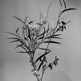 Eucalyptus Apiculata