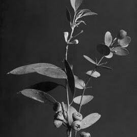 Eucalyptus Coccifera