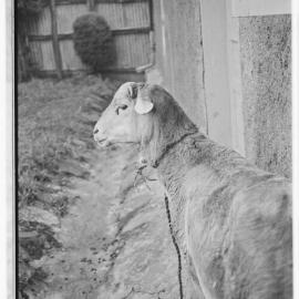 Ethiopia (a) negatives roll 15 of 16