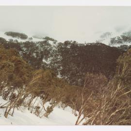 Mt. Buller (Ski Lifts Pty. Ltd.)