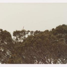 Mt. Buller (Ski Lifts Pty. Ltd.)