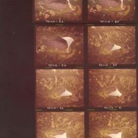 [Sidney Myer Music Bowl]