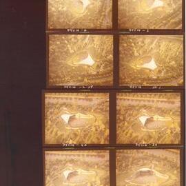 [Sidney Myer Music Bowl]