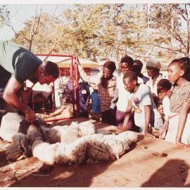 [Malcolm Fraser shearing a sheep during a visit to Lagos, Nigeria]