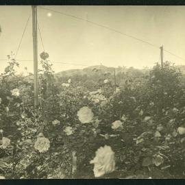 [Panoramic] Rostrevor [6 of 21]