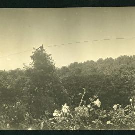 [Panoramic] Rostrevor [7 if 21]