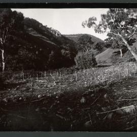 [Panoramic] Rostrevor [11 of 21]