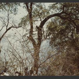 [Bush scene photographed by Malcolm Fraser on a visit to Nigeria]