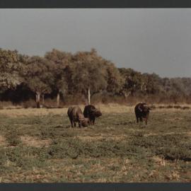 [Buffalo photographed by Malcolm Fraser on a visit to Nigeria]