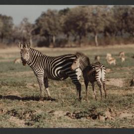 [Zebras photographed by Malcolm Fraser on a visit to Nigeria]