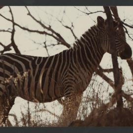 [Zebra photographed by Malcolm Fraser on a visit to Nigeria]