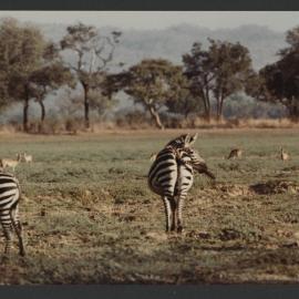 [Zebras photographed by Malcolm Fraser on a visit to Nigeria]
