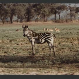 [Zebras photographed by Malcolm Fraser on a visit to Nigeria]