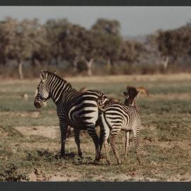 [Zebras photographed by Malcolm Fraser on a visit to Nigeria]