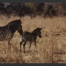 [Zebras photographed by Malcolm Fraser on a visit to Nigeria]