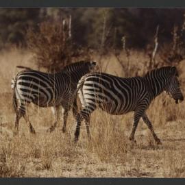 [Zebras photographed by Malcolm Fraser on a visit to Nigeria]