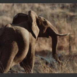 [Elephant photographed by Malcolm Fraser on a visit to Nigeria]