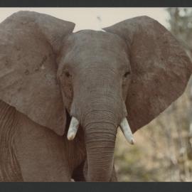 [Elephant photographed by Malcolm Fraser on a visit to Nigeria]