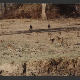 [Wildlife photographed by Malcolm Fraser on a visit to Nigeria]