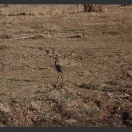 [Bird photographed by Malcolm Fraser on a visit to Nigeria]
