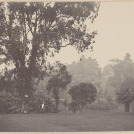 Views in Botanic Gardens, Melbourne