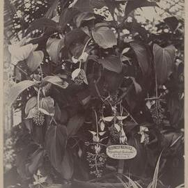 The pride of the gardens