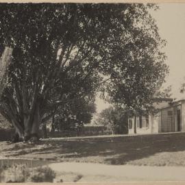 [Garden bench under large tree, Miegunyah]