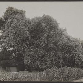 [Overgrown tree]