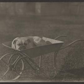 Caesar aged 8 months