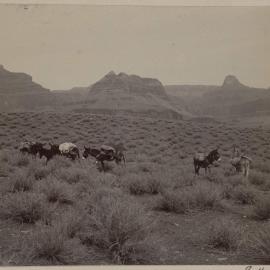 Pack train on plateau of Grand Canyon