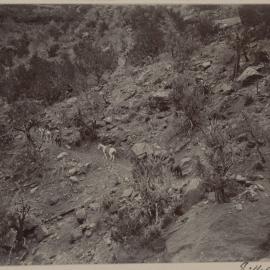 Descending Bright Angel Trail