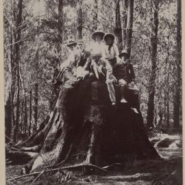 In the pine forest - Macedon