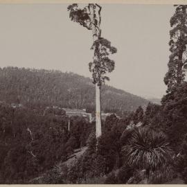 View from Hascombe lawn