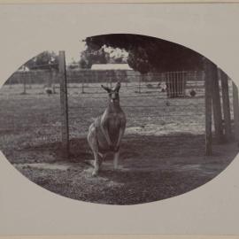 In the Zoo [kangaroo]